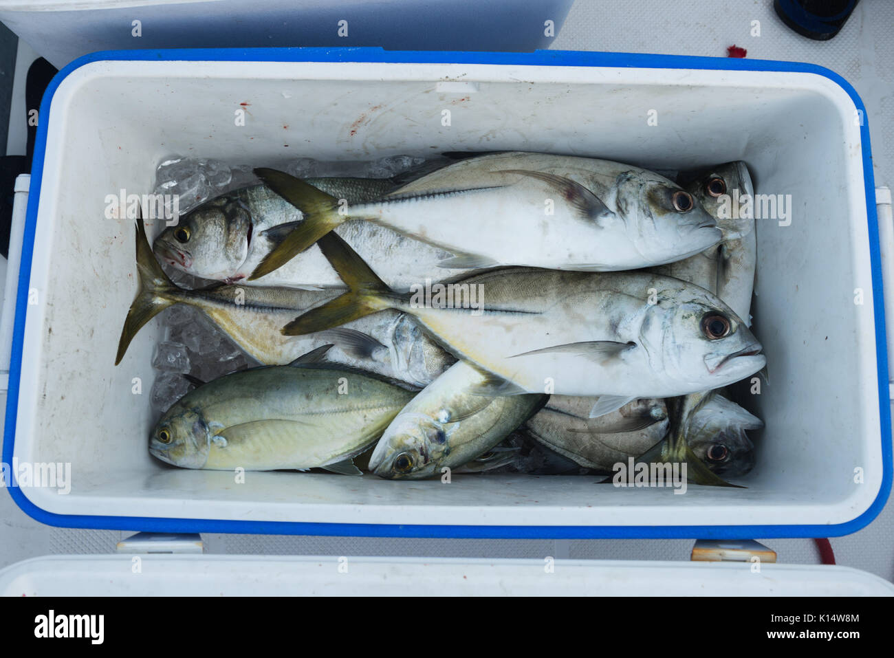 Insulated Fish Cooler Box